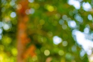 frischer, schöner naturgrüner baum verschwommen und bokeh hintergrund im dschungel. foto