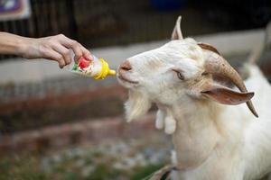 Weiße Ziege wird von Menschen mit der Babyflasche Milch gefüttert. foto