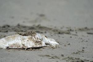Schließen Sie den Karkassenfisch auf dem Sand neben dem Strand foto