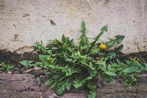 einzelne löwenzahnblüte vor einer wand foto