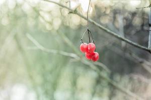 rote giftige Beeren foto