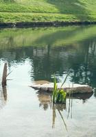 Teich im Sommer foto