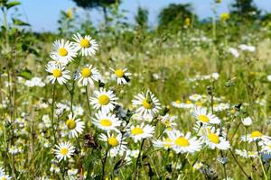 kleine gelbe und weiße Blumen im Feld foto