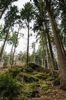 grüne moosige Felsen und Wurzeln in einem Pinienwald foto