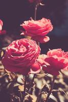rote Rosen im Sommer foto