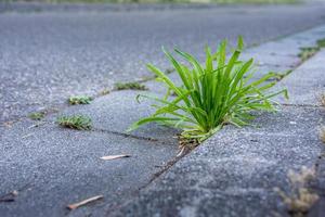 Unkraut auf einer Straße im selektiven Fokus foto