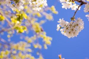 weiße Kirschblüten im Frühling foto