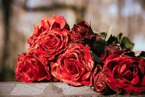 Verwelkte Rosen in der Natur foto