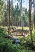 Holzbrücke in einem Wald foto