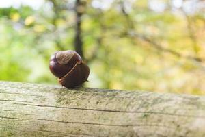 Kastanie im Herbst foto