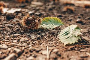 Edelkastanie auf einem Waldboden im Herbst foto