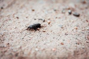 kleiner schwarzer Käfer, der über den Boden kriecht foto