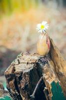 Eichel mit einem Gänseblümchen foto