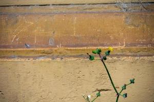 junge Löwenzahnpflanze vor einer alten Mauer foto