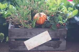 eine Holzkiste in einem Garten mit einem kleinen Kürbis foto