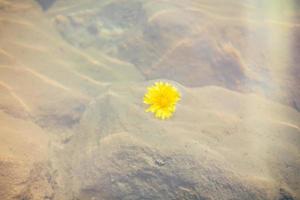 Löwenzahnblüte im Wasser foto