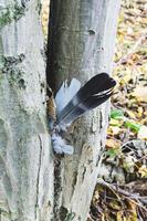 Feder an einem Baum foto