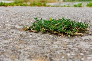 Niedrigwinkelansicht eines grünen Unkrauts im Asphalt foto