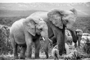 Elefanten, Südafrika