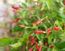 roter guinea-pfeffer und grünes blatt foto