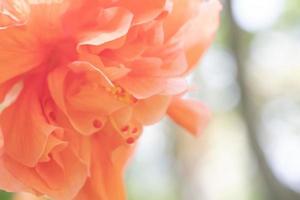 verschwommene orangefarbene Schuhblume oder chinesische Rose foto