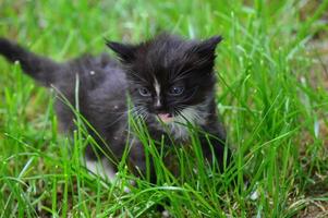 Kätzchenkatze im Garten foto