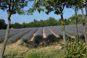 Nahaufnahme in einem Lavendelfeld erschossen foto