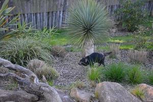 ein tasmanischer Teufel foto