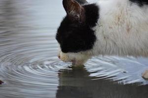 Katze trinkt Wasser in einer Pfütze foto