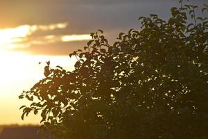 die Blätter der Gartenbäume in den Strahlen der Abendsonne und des blauen Himmels foto