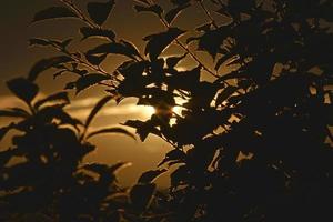 die Blätter der Gartenbäume in den Strahlen der Abendsonne und des blauen Himmels foto