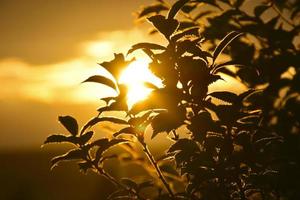 die Blätter der Gartenbäume in den Strahlen der Abendsonne und des blauen Himmels foto