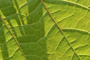 Foto von einem grünen Traubenblatt Makro-Foto-Nahaufnahme