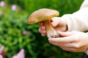 weibliche Hand, die rohen essbaren Pilz mit braunem Kappen-Pennybrötchen im Herbstwaldhintergrund hält. Ernte große Steinpilze in natürlicher Umgebung pflücken. leckeres bio-lebensmittelkonzept kochen. foto