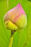 Lotusblume auf Lotusblütenblatt