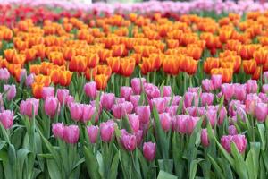 frische tulpen und grüne blätter im park foto