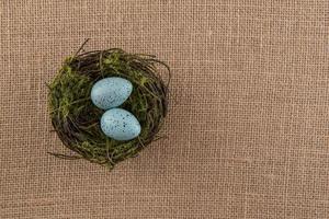 blau gesprenkelte Eier im Nest