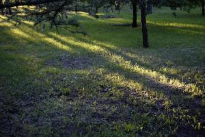 sonniges Abendlicht im Park durch Äste und Gras foto