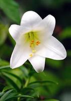 November oder Osterlilie (Lilium Longiflorum)