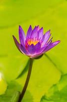 Lotus Blume.