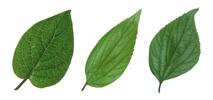 verschiedene Arten von grünen Blättern, isoliert auf weißem Hintergrund mit Beschneidungspfad für Designelemente foto