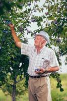 Bauer und sein Obstgarten foto