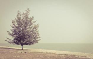 Kiefer am Strand im Retro-Stil Farbe foto