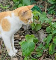 braune Katze im Garten foto