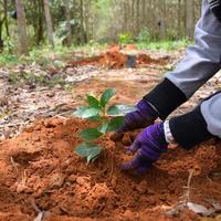 Hände der Bauern, um Kaffeesetzlinge in Plantagen zu pflanzen. foto
