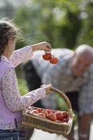 Mädchen, das Tomatenkorb trägt, mit Großvater im Gemüse foto