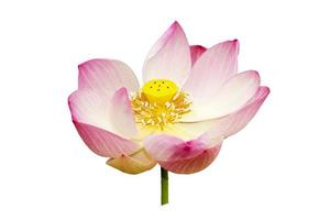 Lotusblumen. foto