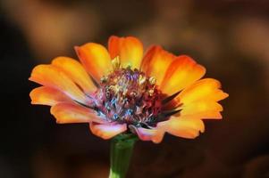 tropische Blume des orangefarbenen Kosmos foto