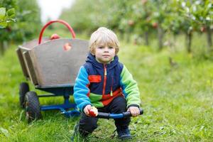 Kleinkindjunge auf Apfelfarm, der Ernte pflückt