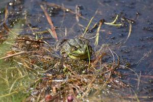 Frosch, der um einen Grashalm in einem Sumpf späht foto